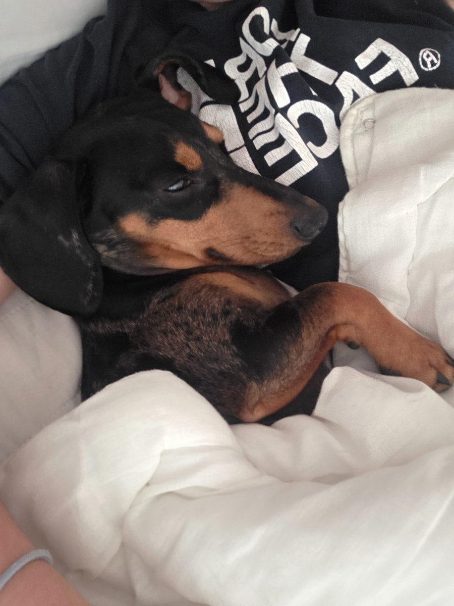 MisSpider 🕷️ tweet media