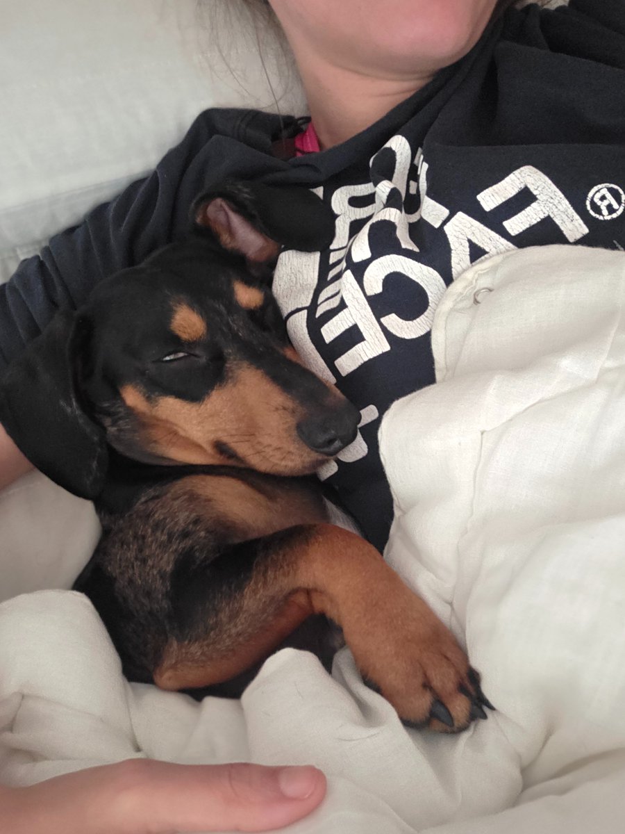 MisSpider 🕷️ tweet media