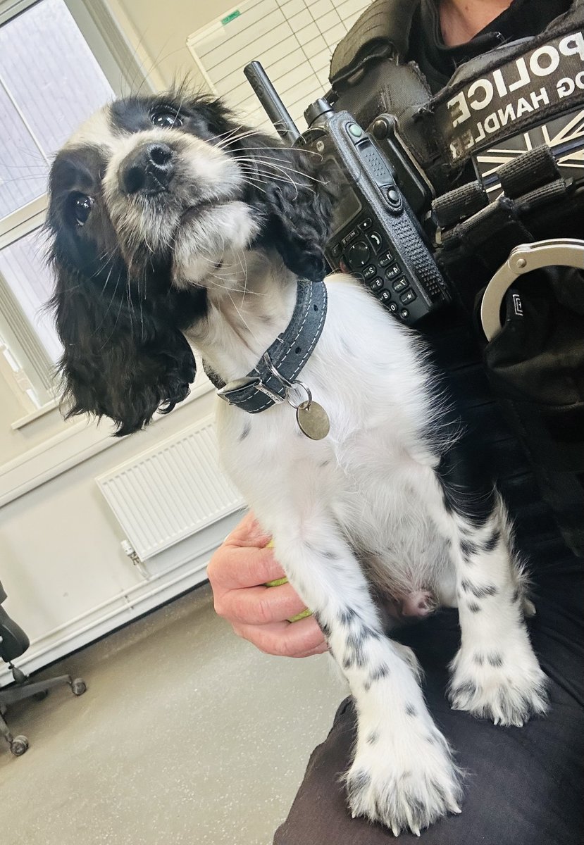 PD Roost & PD Zero 🐾 tweet media