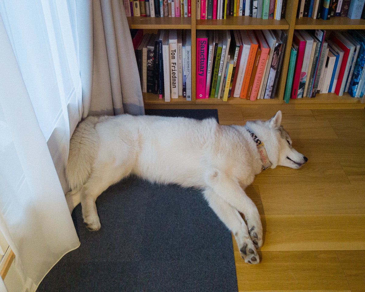 tgc0802's tweet photo. 頭痛しんどくて1日寝てるわたしの近くにずっといてくれるやさしい犬 https://t.co/SIlMsM8f6a