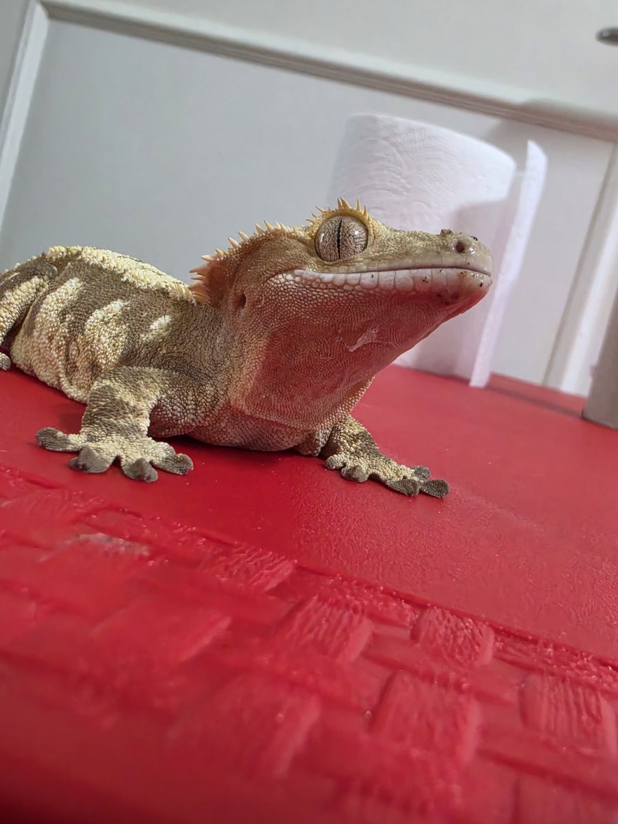 말차당고🍡 tweet media