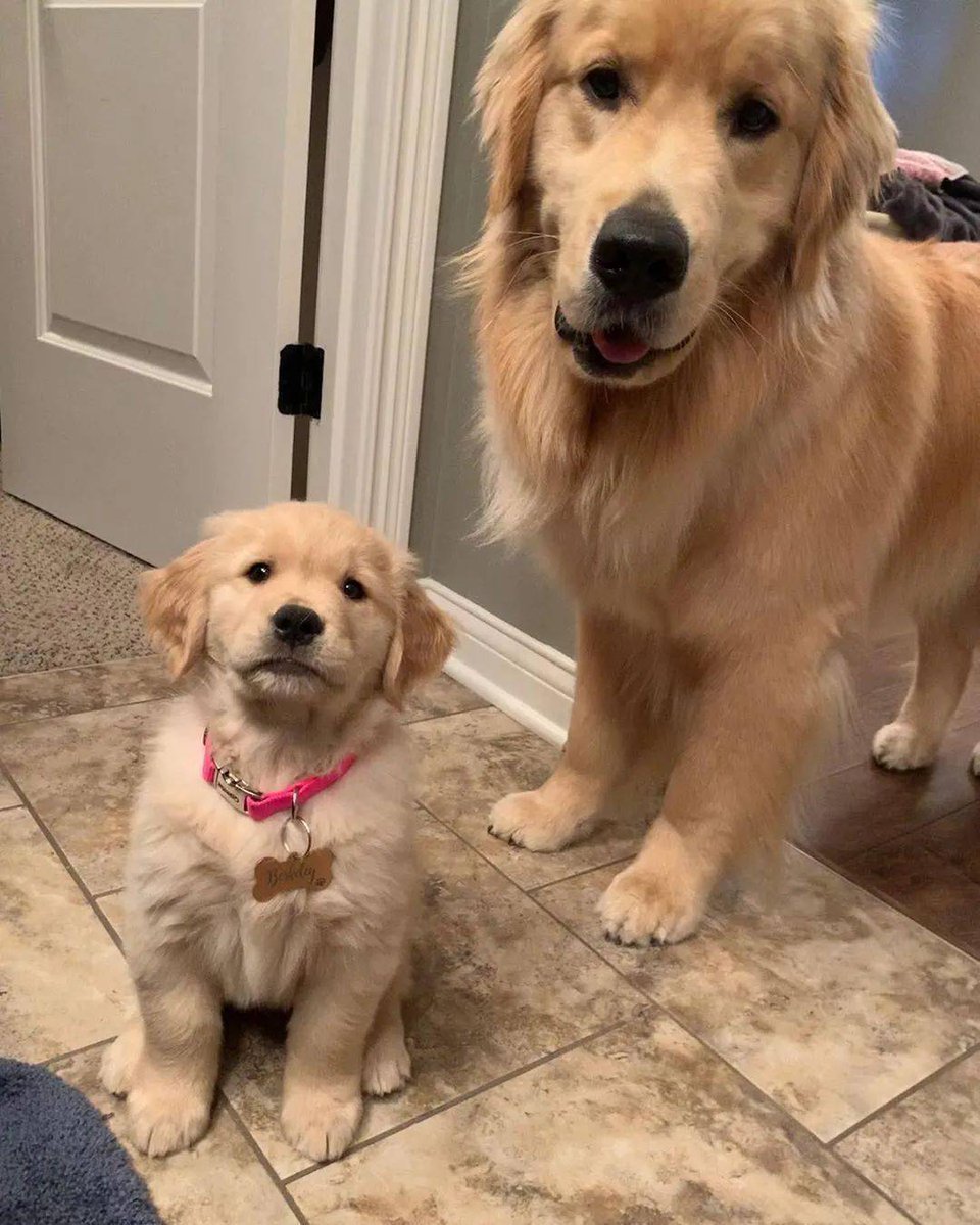 Стельмах Александр tweet media