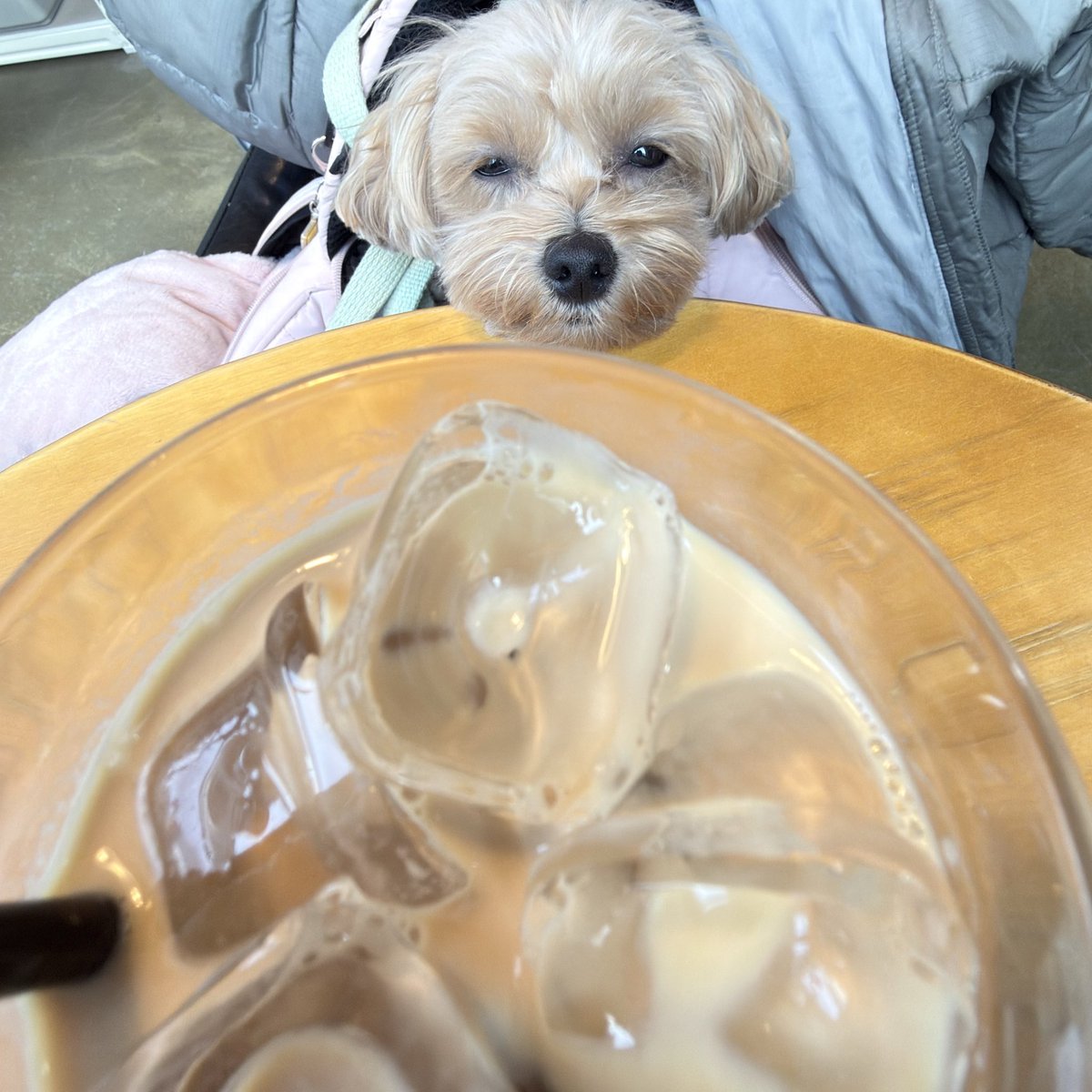 스타견 낫또 tweet media