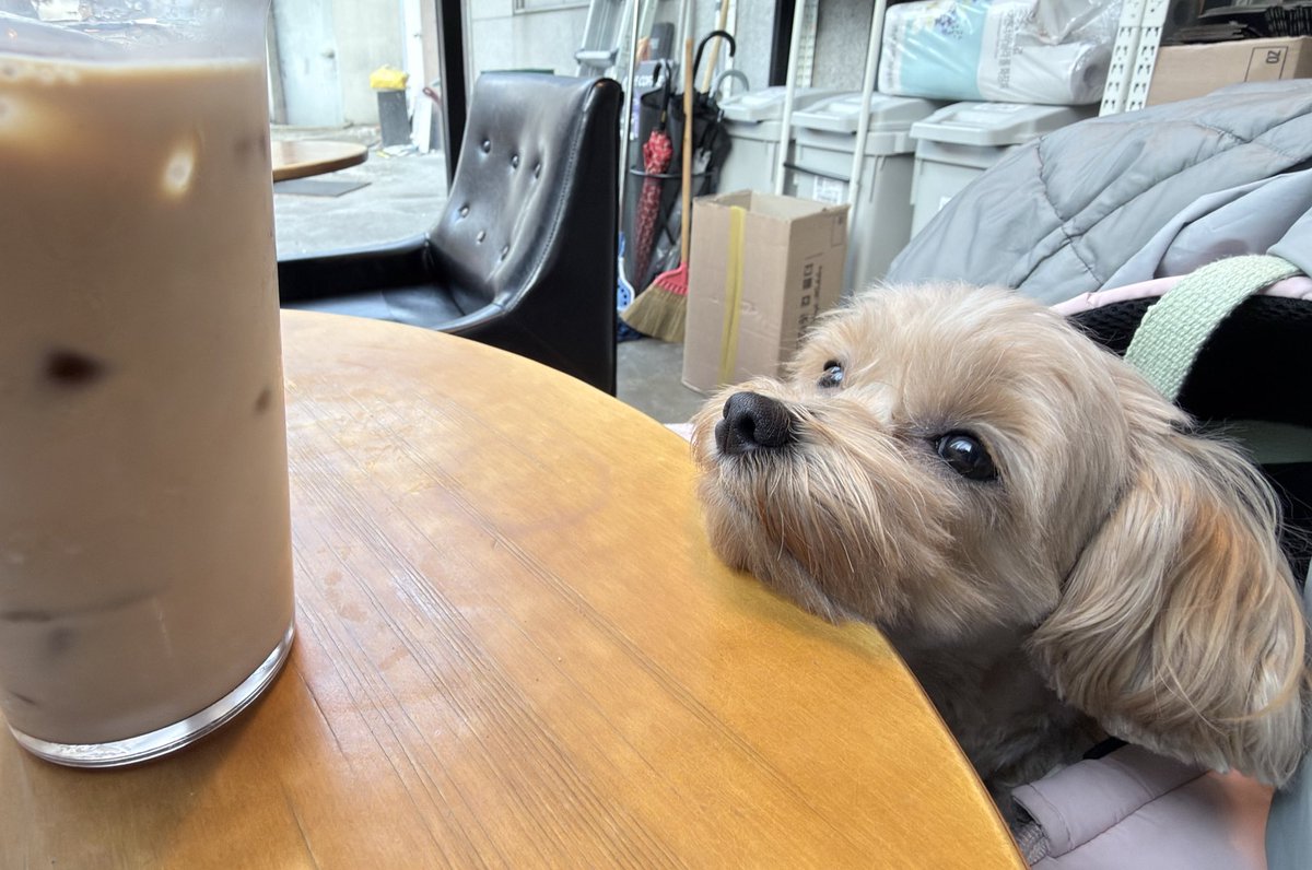 스타견 낫또 tweet media