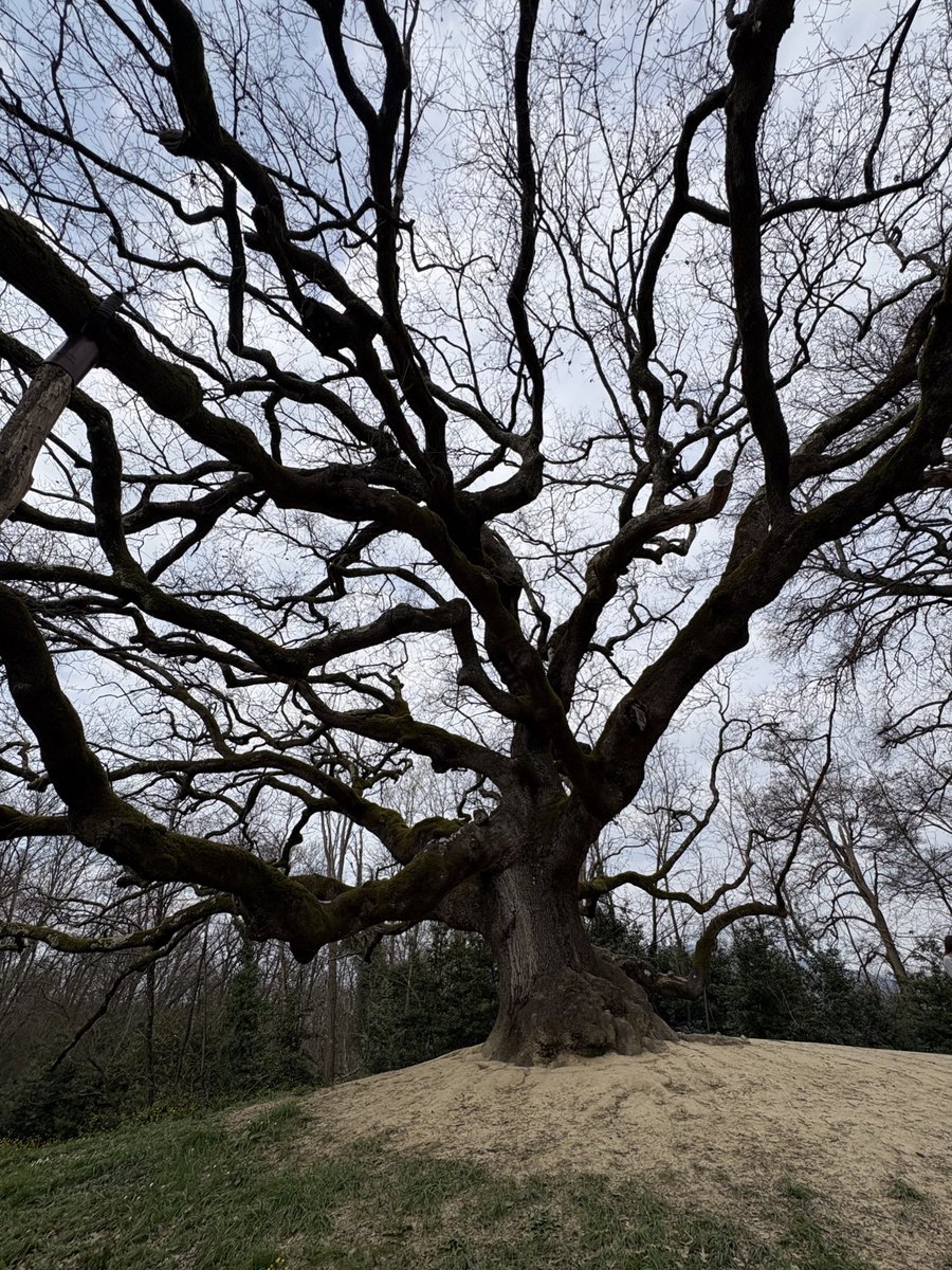 SignorTì tweet media