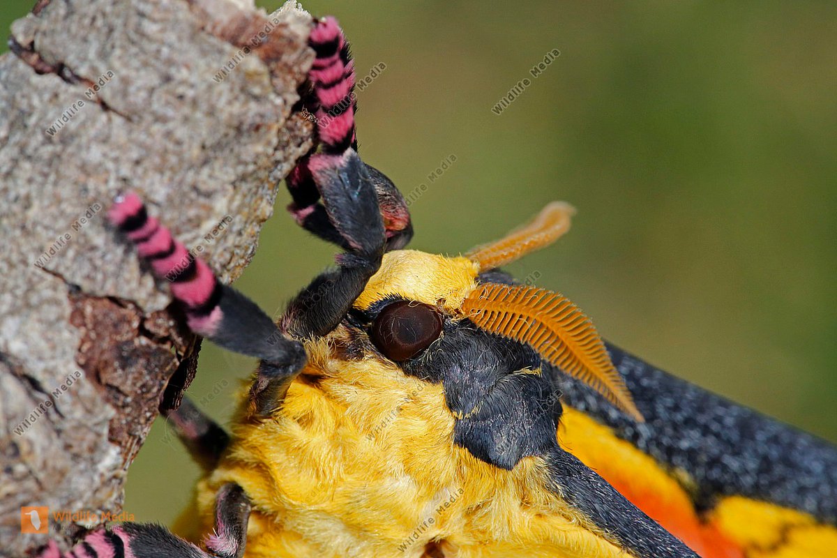 Moth Propaganda 💗🏳️‍🌈💗 tweet media