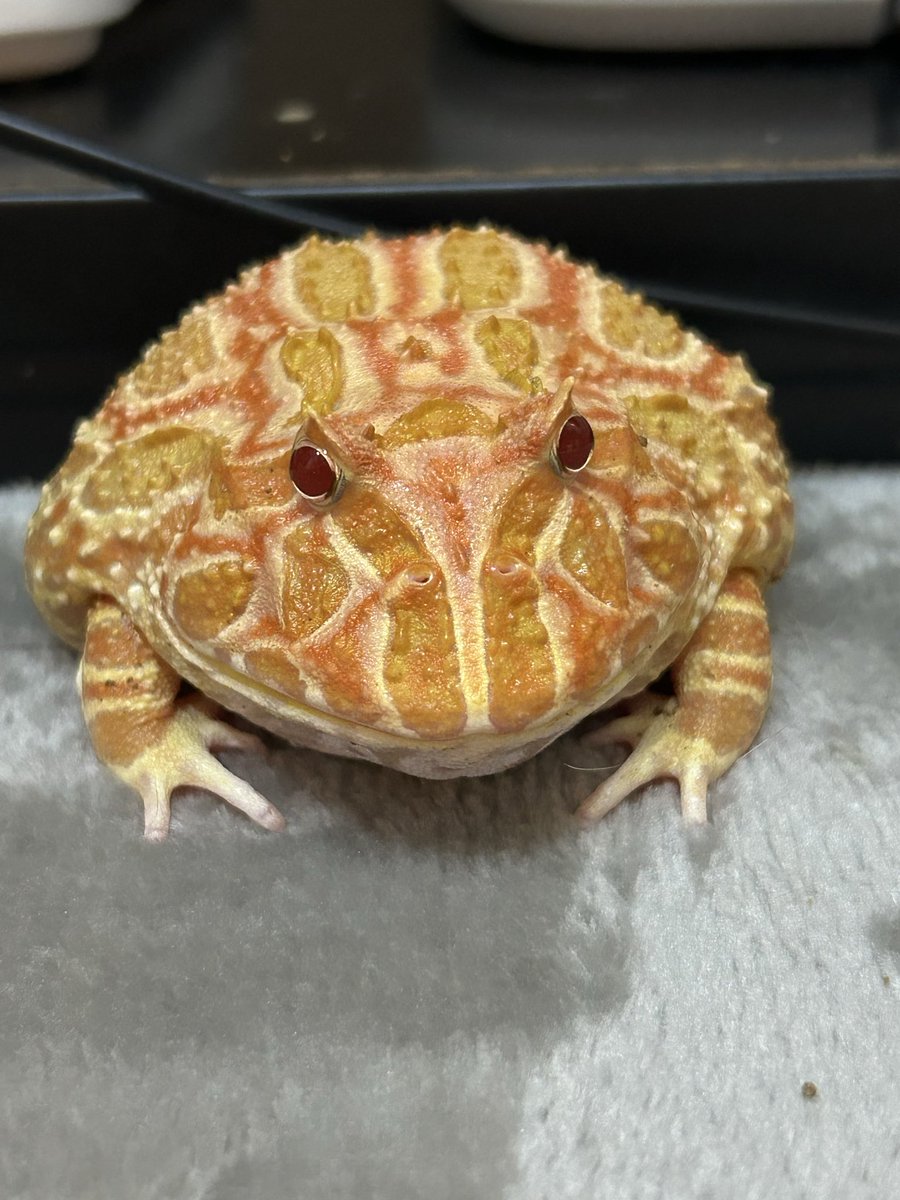 うみ@クレスとカエルとフトアゴ tweet media