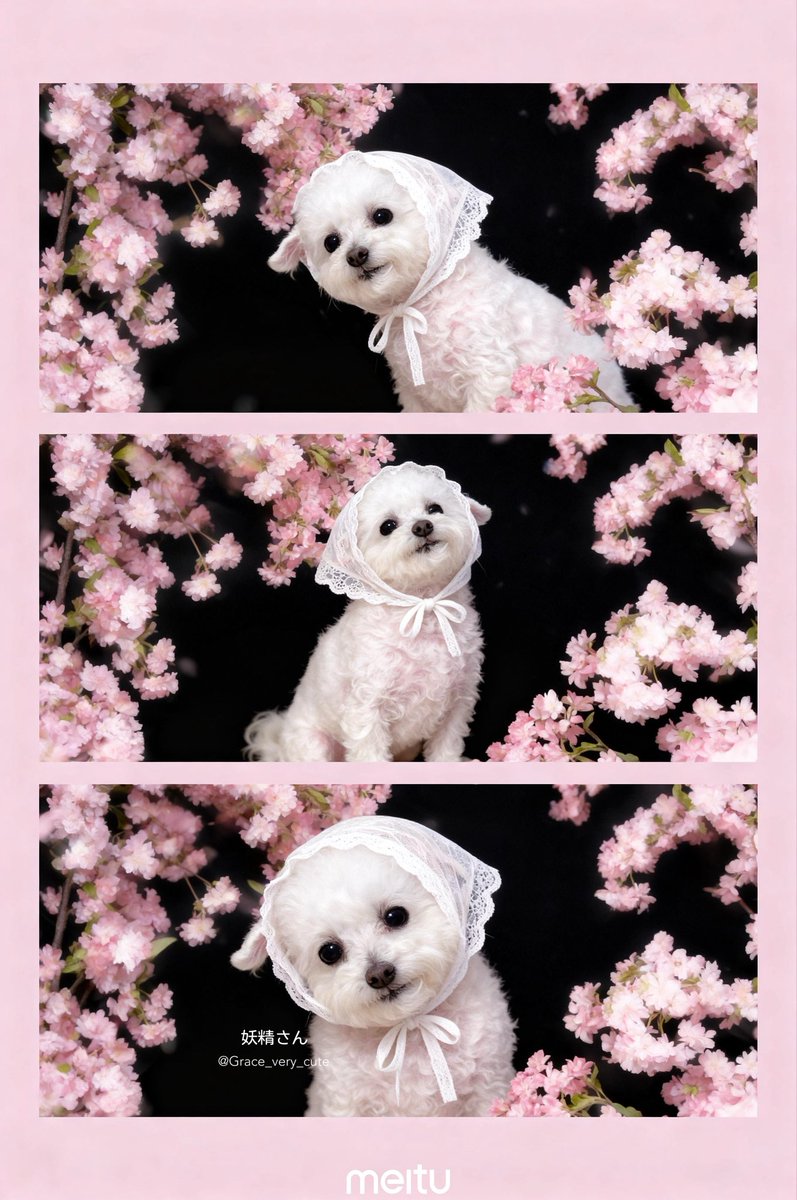Grace_very_cute's tweet photo. meituの「さくら」の
加工で春先取りしてみたよ🎀

桜にはしゃぐ妖精さん…(ꈍωꈍ)🌸萌

みんなもかわいい加工使って
是非うちの子自慢しにきてね🫶🏽.ᐟ.ᐟ
（🐶🐱🐰🐹🦜🧸）

#meitu #pr https://t.co/VED0NaeSOj