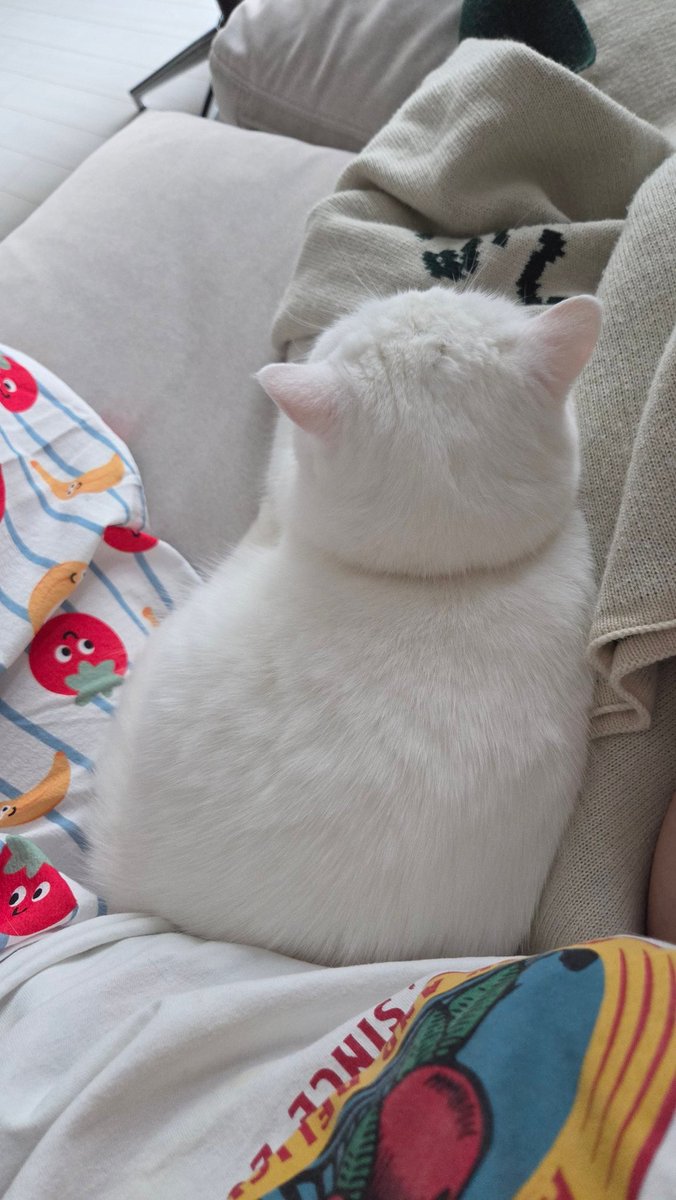 구름호빵이네 ₍˄·͈༝·͈˄₎◞ ̑̑ෆ tweet media