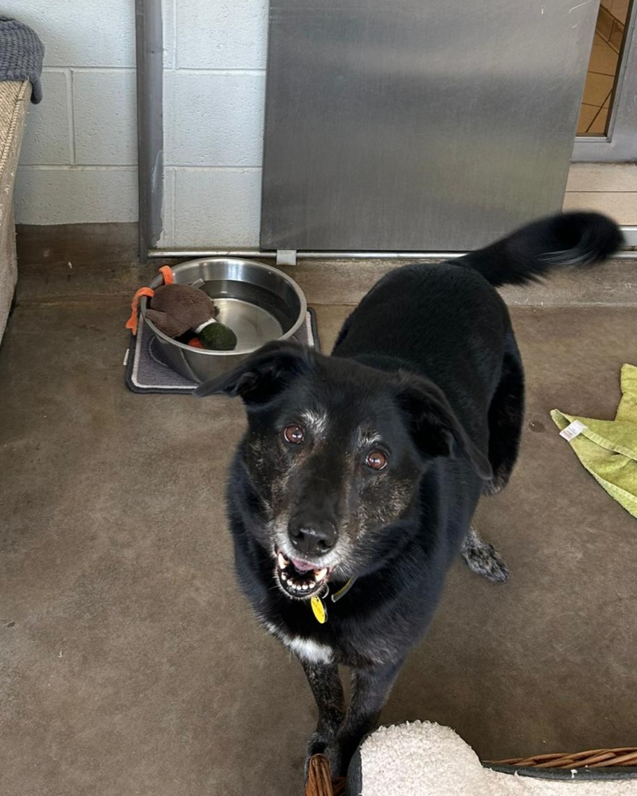 Dogs Trust Leeds tweet media