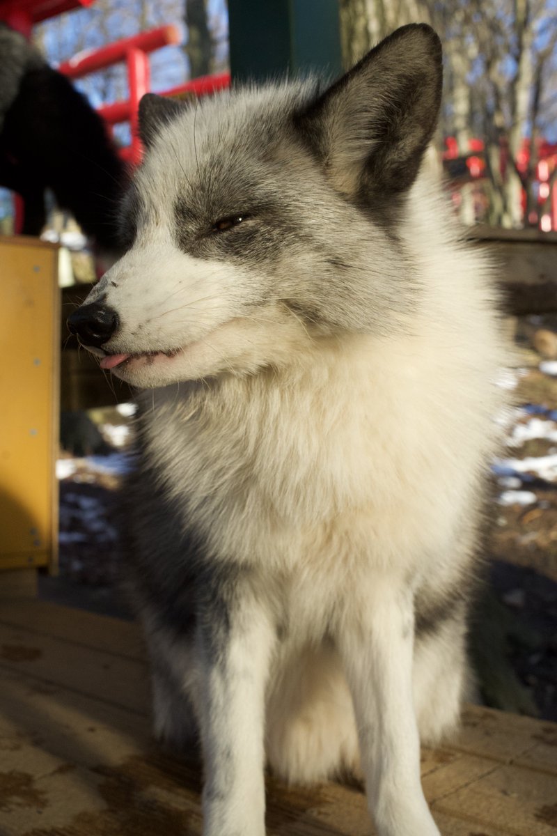 狐仙人乃弟子 トコノ オルタ tweet media