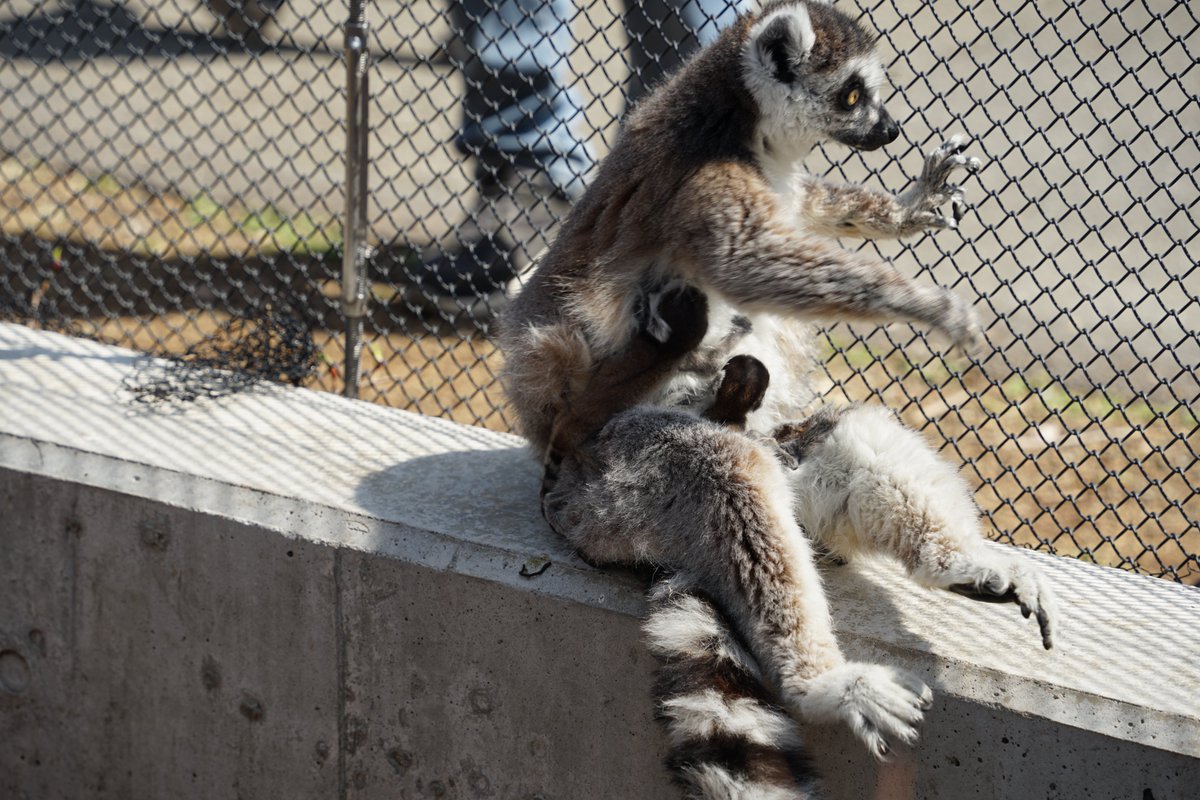 じょにー tweet media