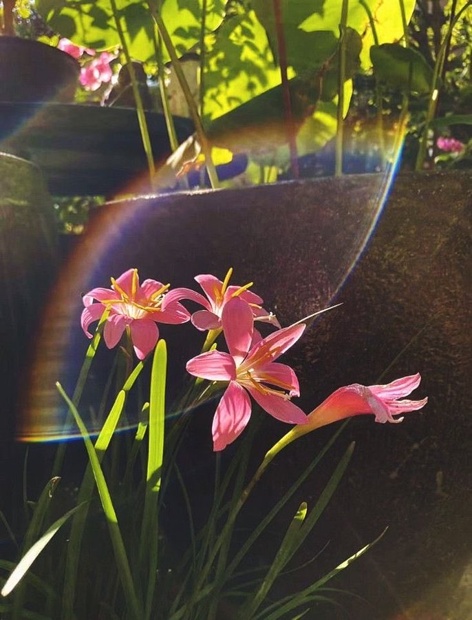 Happy Scrolls tweet media