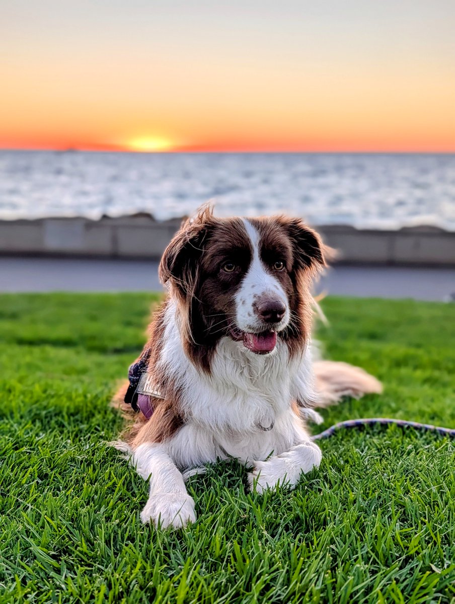 Happy Capybara tweet media