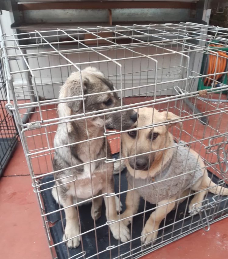 Treue Pfoten e.V.🐕🐩🐕‍🦺🦮 tweet media