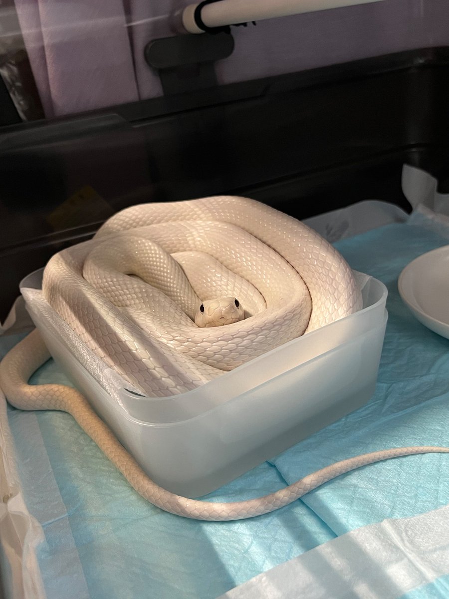 sedaielp昴 tweet media