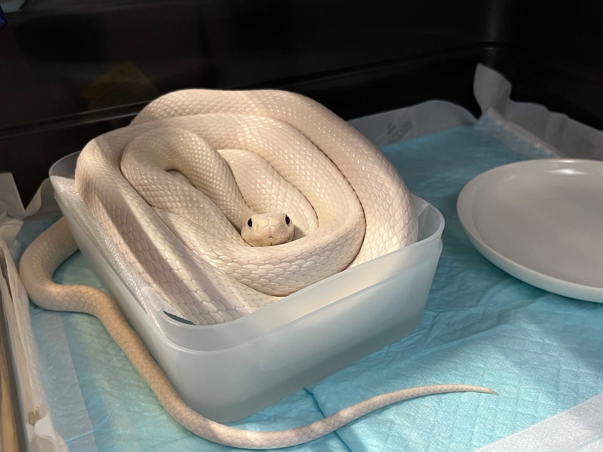 sedaielp昴 tweet media