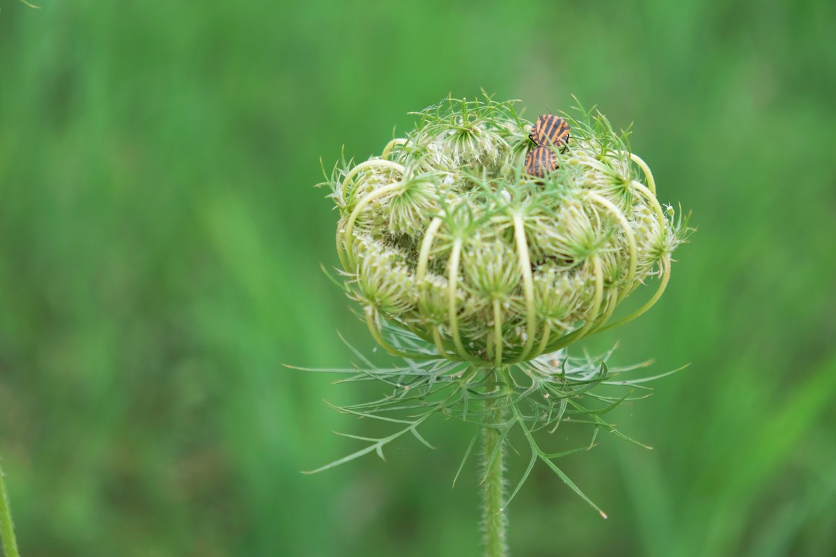 fatmagül bayar  tweet media