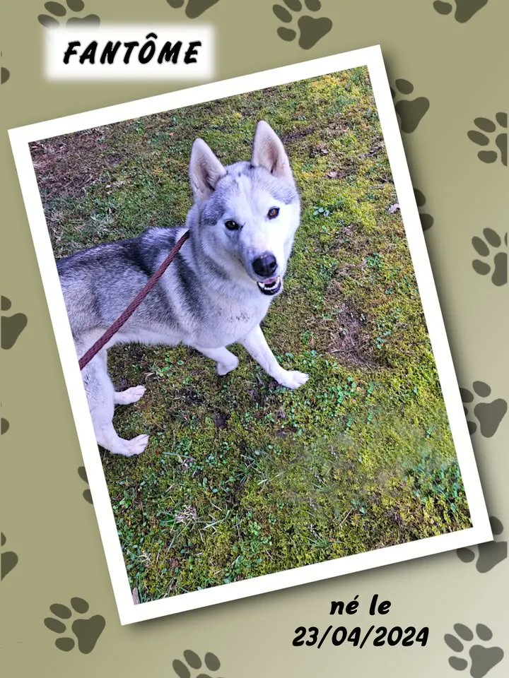 RespectonsAsso's tweet photo. Nous vous présentons aujourd'hui, FANTÔME, chien de type Husky né le 23/04/2024.

FANTÔME est actuellement en fourrière. Il y a urgence pour lui actuellement. En effet, nous cherchons à le faire sorti... 
#Adoption
    
la suite ici: https://t.co/8k1HFa7gKf https://t.co/9zSFwRjUeb