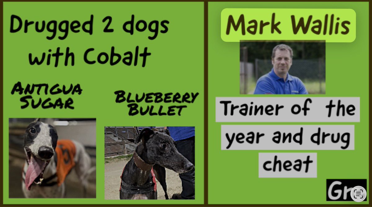 Greyhound Racing Exposed tweet media