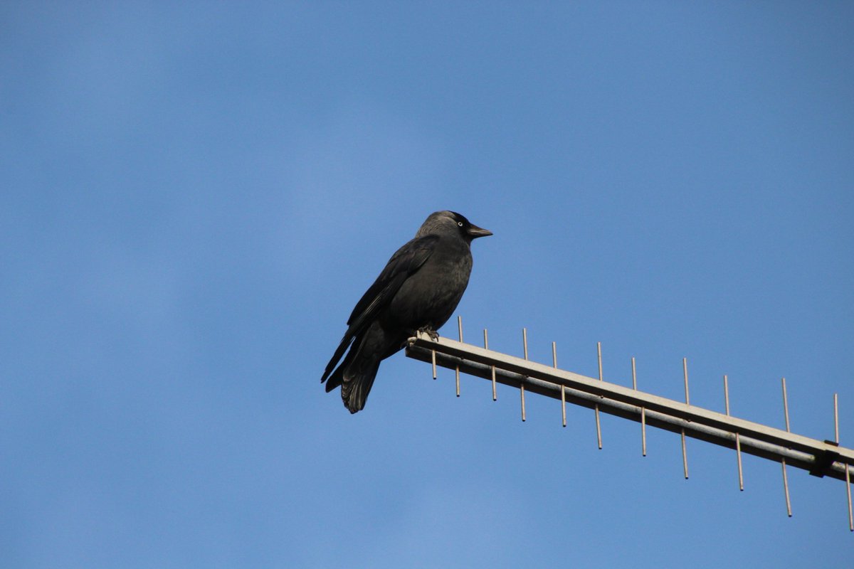 nicolahorner1's tweet photo. Had some visitors in the Garden this morning, and one of them was singing me a beautiful song. https://t.co/gbcy4mFmbg