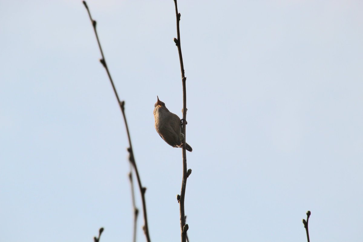 nicolahorner1's tweet photo. Had some visitors in the Garden this morning, and one of them was singing me a beautiful song. https://t.co/gbcy4mFmbg