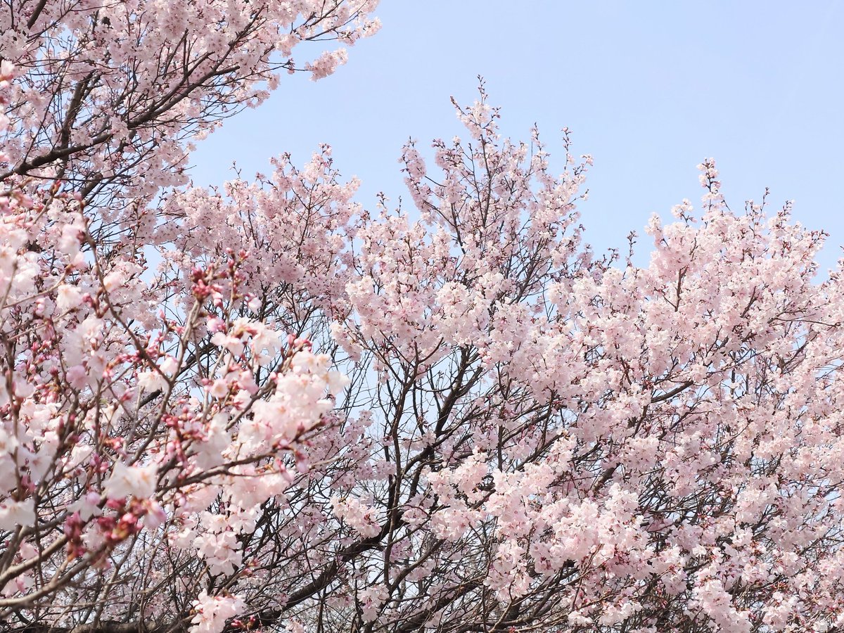 teco5m's tweet photo. 桜が少し咲いてお散歩日和。美味しいパンを買って桜見ながらランチしました。 https://t.co/NdxUbx5Z2r
