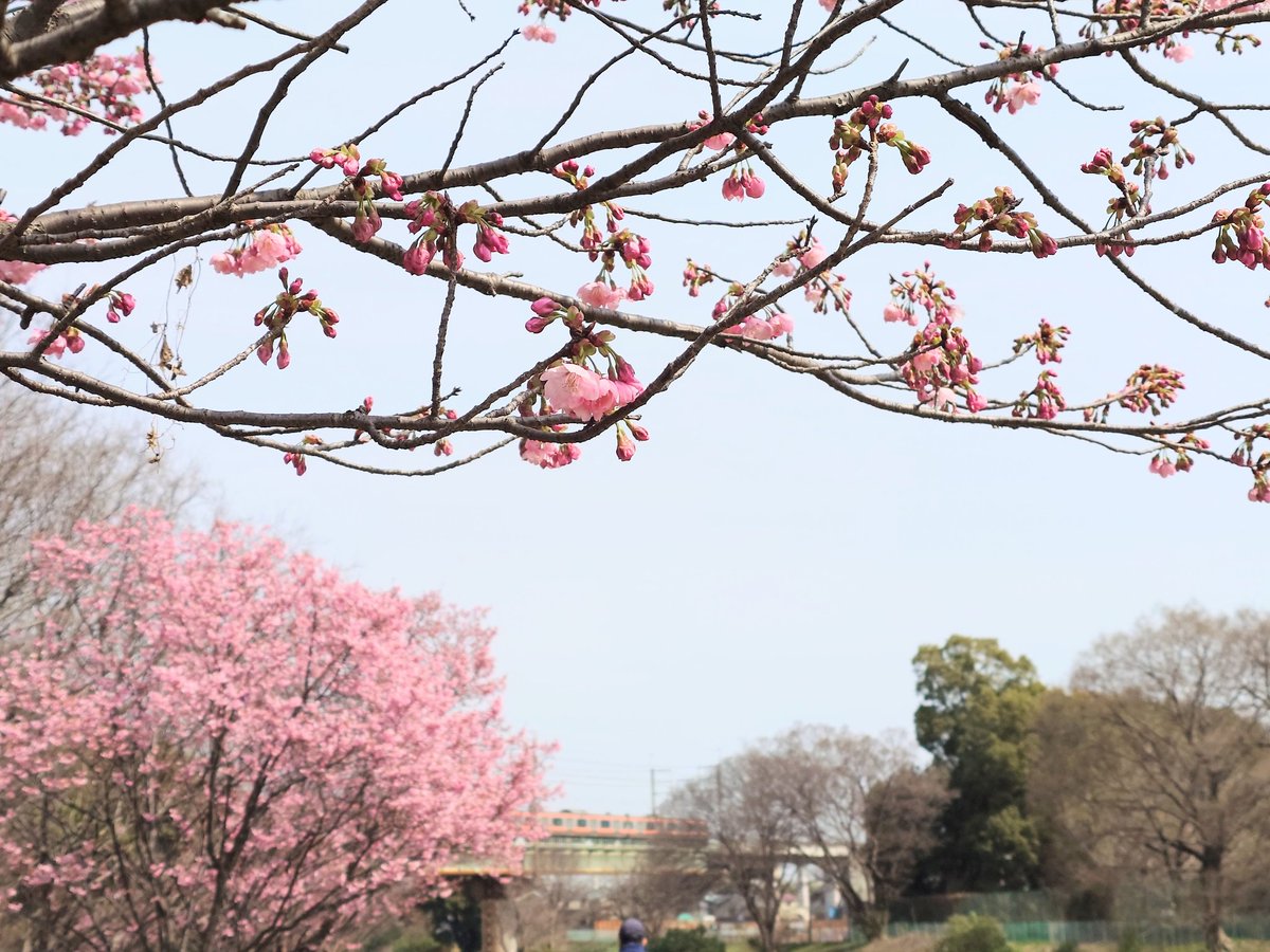 teco5m's tweet photo. 桜が少し咲いてお散歩日和。美味しいパンを買って桜見ながらランチしました。 https://t.co/NdxUbx5Z2r