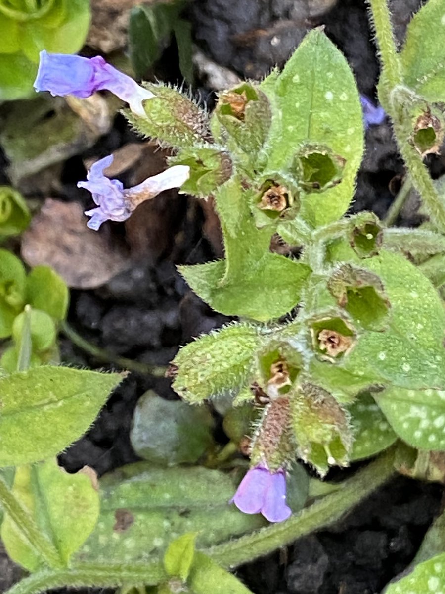 Ken Hunt tweet media