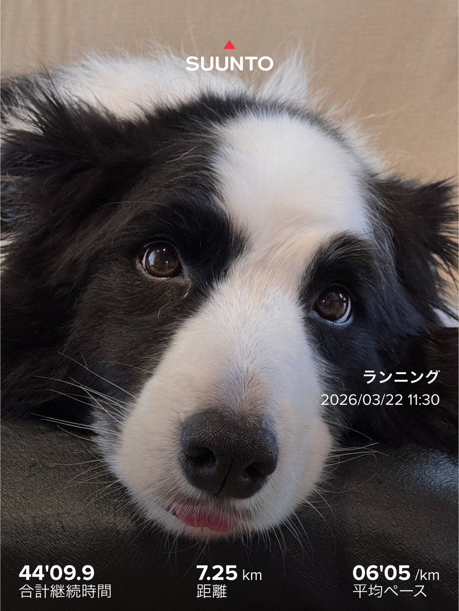 azusuz's tweet photo. 朝のワン散歩の後、最近なんとなく臭う
ので風呂場に連れて行き丸洗い

で、ひと段落した後の緩ジョグ

今日のBGM
Oasis   (What’s The Story)Morning Glory https://t.co/FaNjyvBSxU