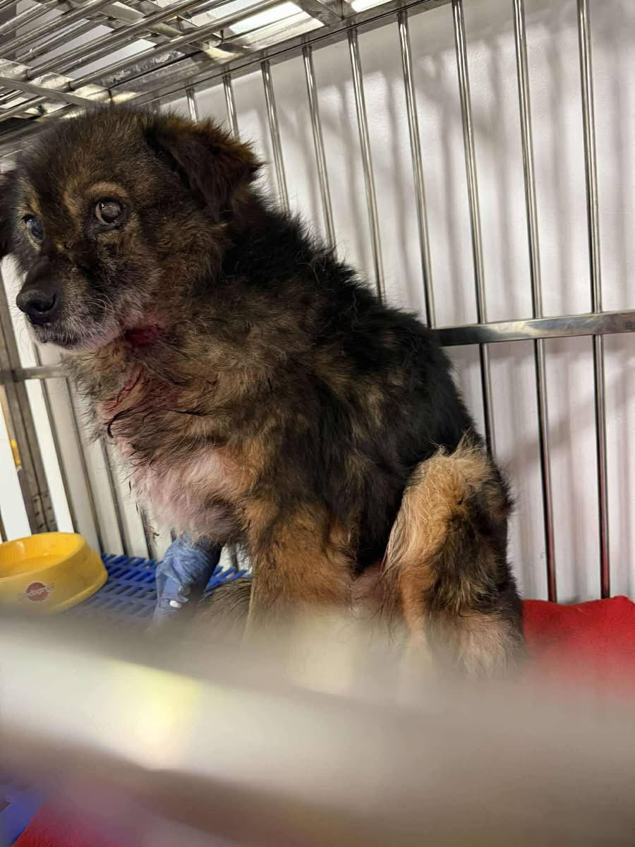 Treue Pfoten e.V.🐕🐩🐕‍🦺🦮 tweet media