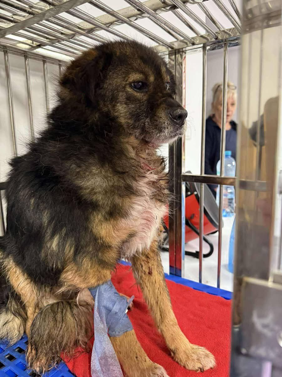 Treue Pfoten e.V.🐕🐩🐕‍🦺🦮 tweet media