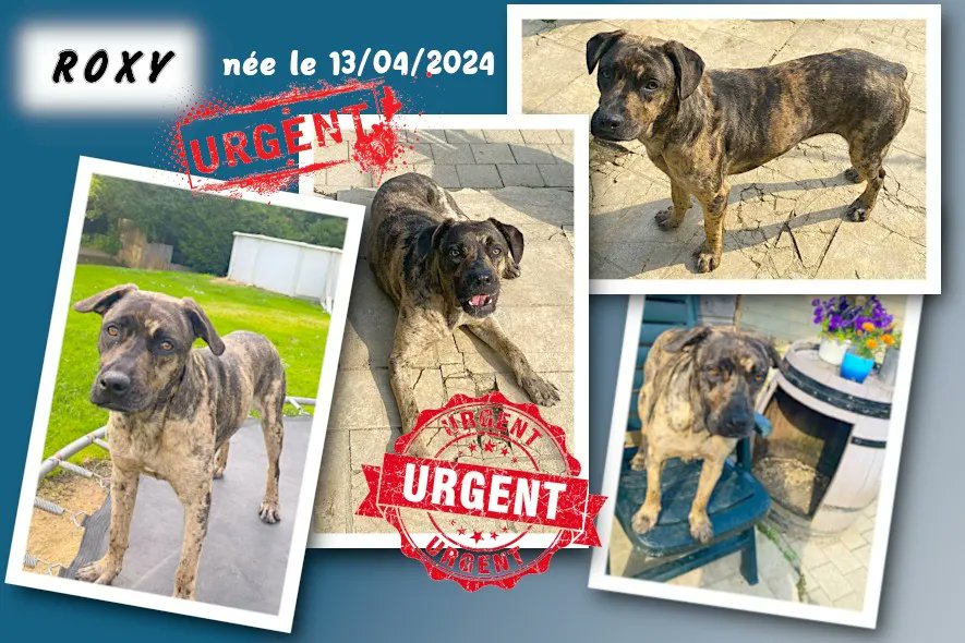 RespectonsAsso's tweet photo. URGENT : Nous remontons l'annonce primitive du 18 août 2025 relative à ROXY, chienne anglo croisée Boxer née le 13/04/2024 à la robe bringée, car celle-ci est toujours à la recherche d'une famille, fa... 
#Adoption
    
la suite ici: https://t.co/G2udAB86gV https://t.co/rVt2pcLVO8