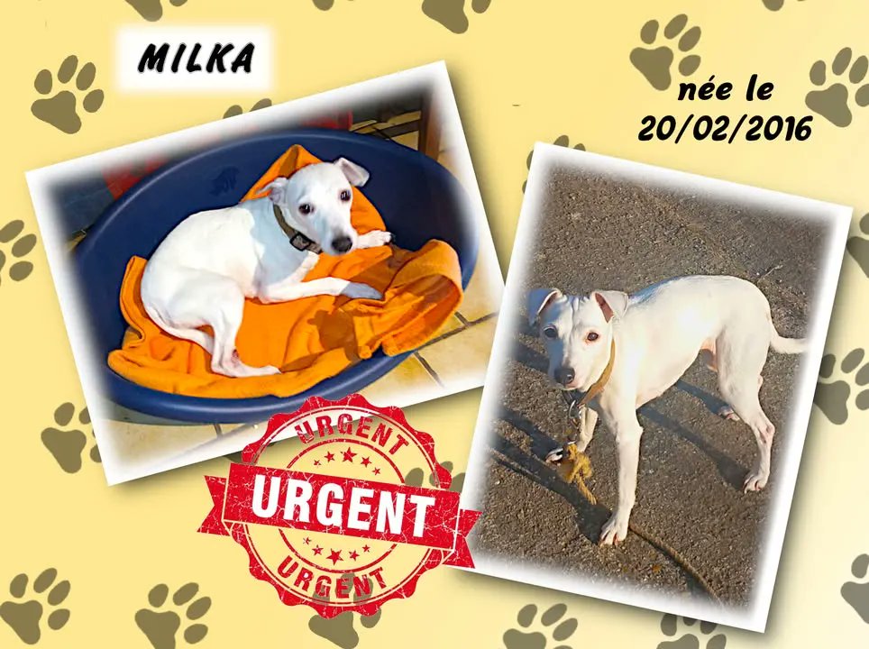 RespectonsAsso's tweet photo. URGENT : Nous recherchons une famille adoptive ou, à défaut, une famille d'accueil (FA) pour MILKA (comme le chocolat) femelle Jack Russel née le 20/02/2016 (10 ans).

Elle est identifiée, stérilisée ... 
#Adoption
    
la suite ici: https://t.co/5jOhcOyhTH https://t.co/HejrbDVpN4