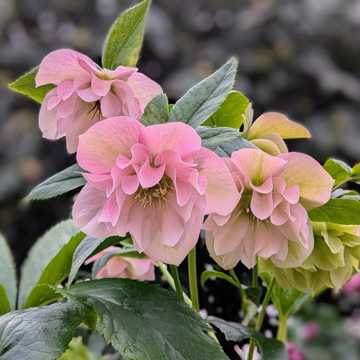 popomaru tweet media