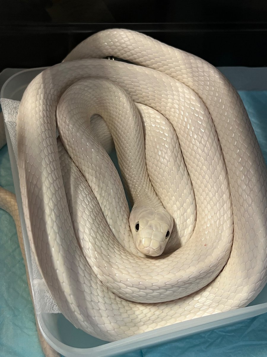 sedaielp昴 tweet media