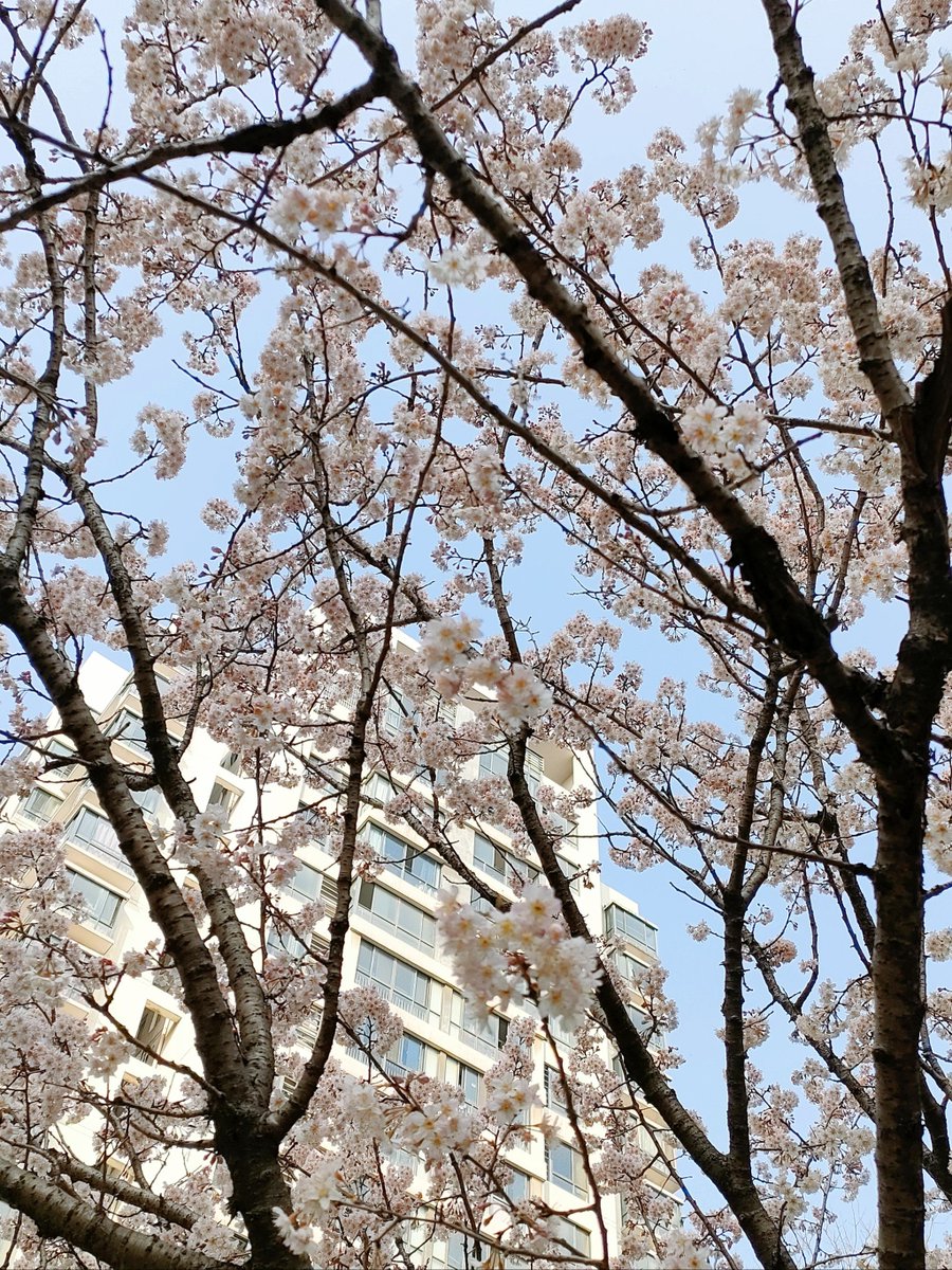 Ray Holeman tweet media