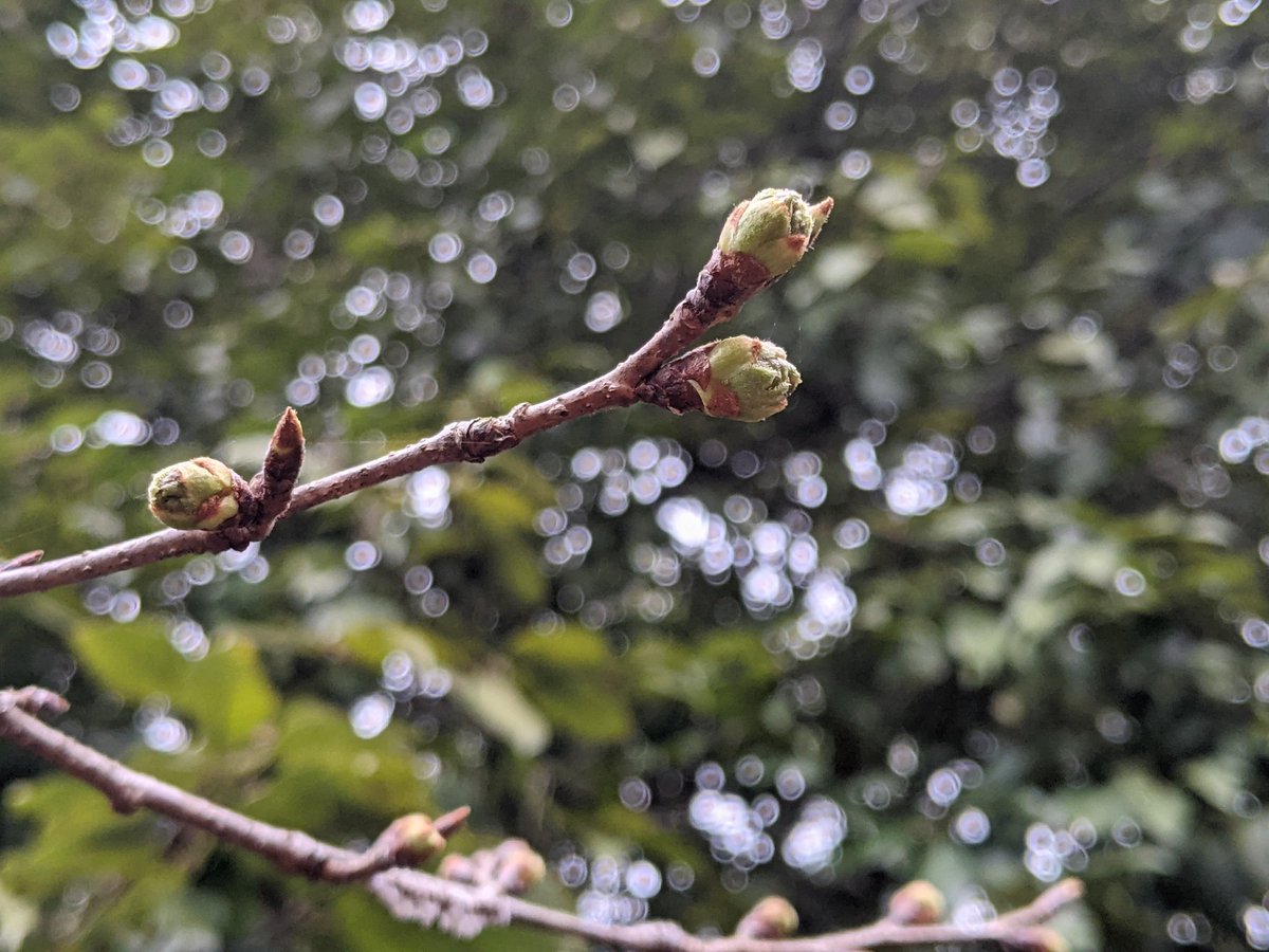 Χ④@週末炭火焼肉 鹿屋基地提督 tweet media