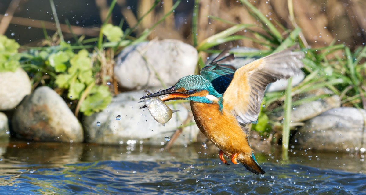 EBRD Green tweet media