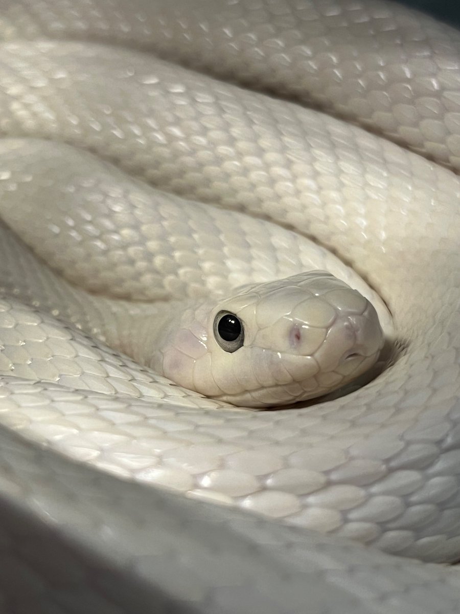 sedaielp昴 tweet media