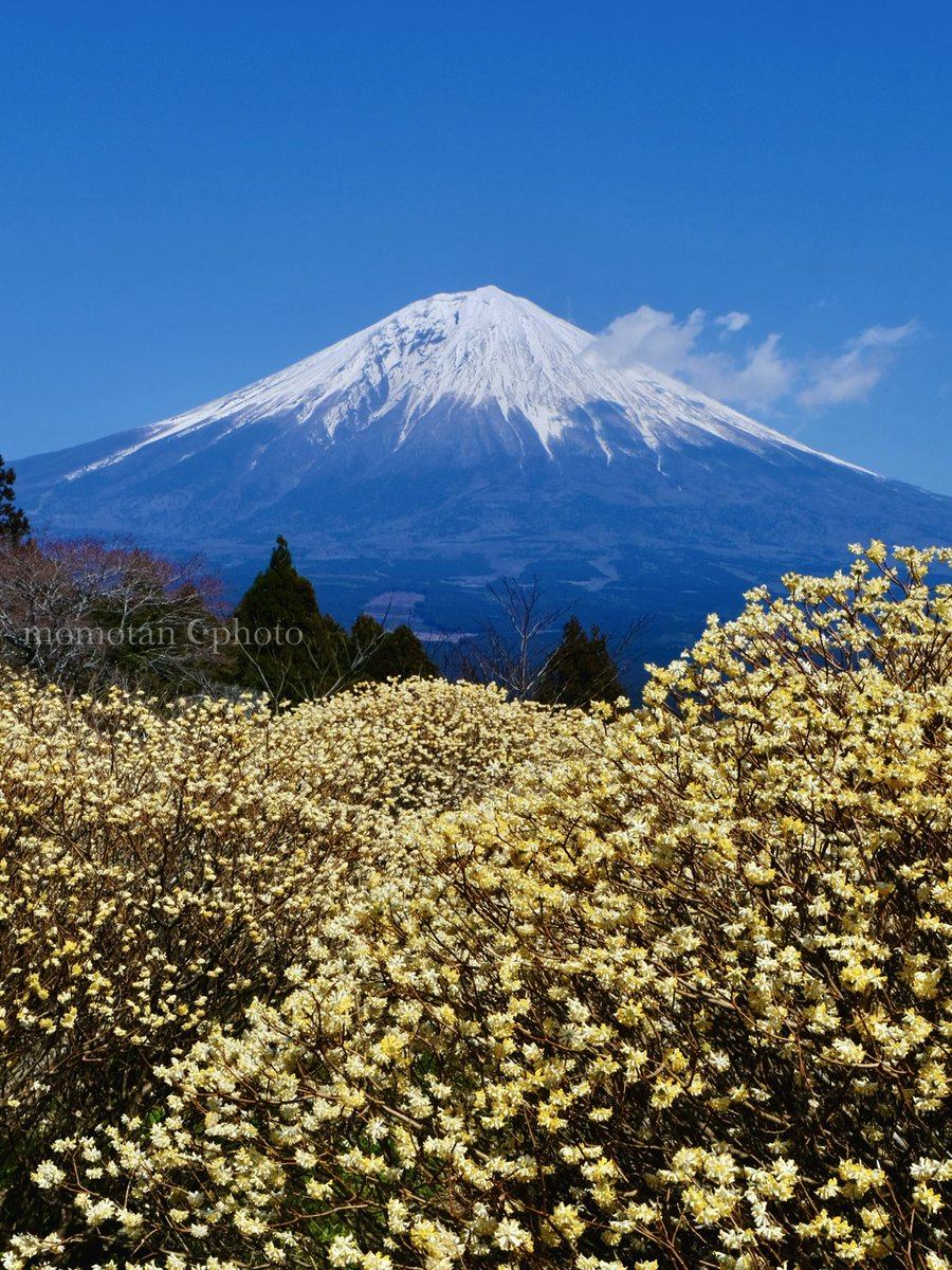 𝚖𝚘𝚖𝚘𝚝𝚊𝚗 ☪︎☄︎𝚙𝚑𝚘𝚝𝚘 tweet media