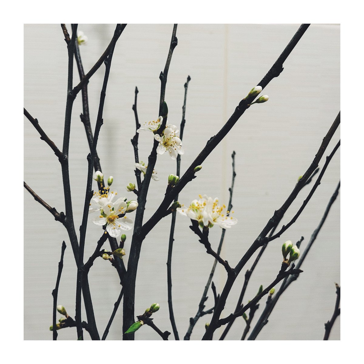 barbara ᝰ.ᐟ tweet media