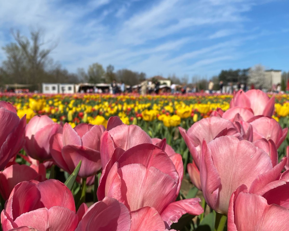 inEmiliaRomagna tweet media