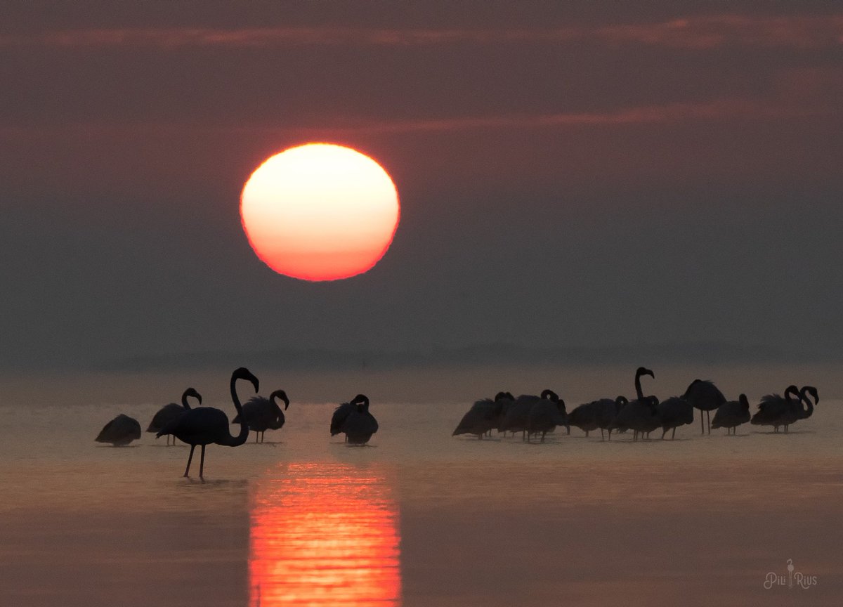 piliriuss's tweet photo. La meva píldora 💊 d'avui. Vitamina C i natura. Així em llevo avui,#bondia al #deltadelebre @terresebretur @3CatInfoelTemps @meteocat @enricagud @mauri_francesc @TomasMolinaB @SoniaPapell @meteorac1 @catexperience https://t.co/q0YT3rCC9N
