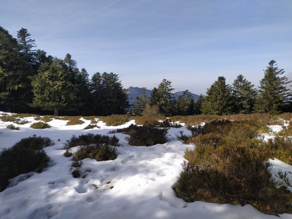 Axelle ᛉ tweet media