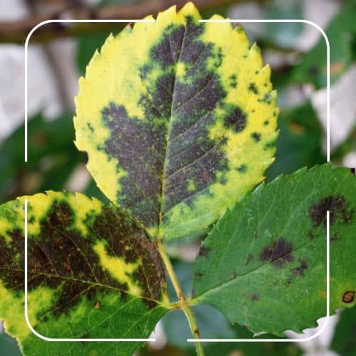 GlobalOwls 🌎 tweet media