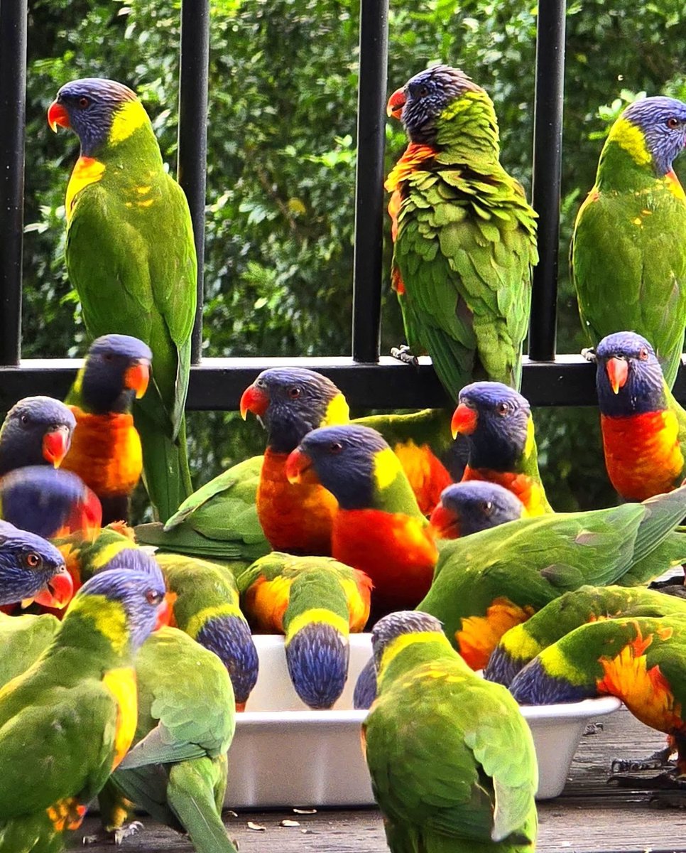 aliaftab44's tweet photo. Lorikeet lunch 🦜🦜 🦜 🥰
#lorikeet #australian #melbourne #parrot https://t.co/csNoo7S0ak