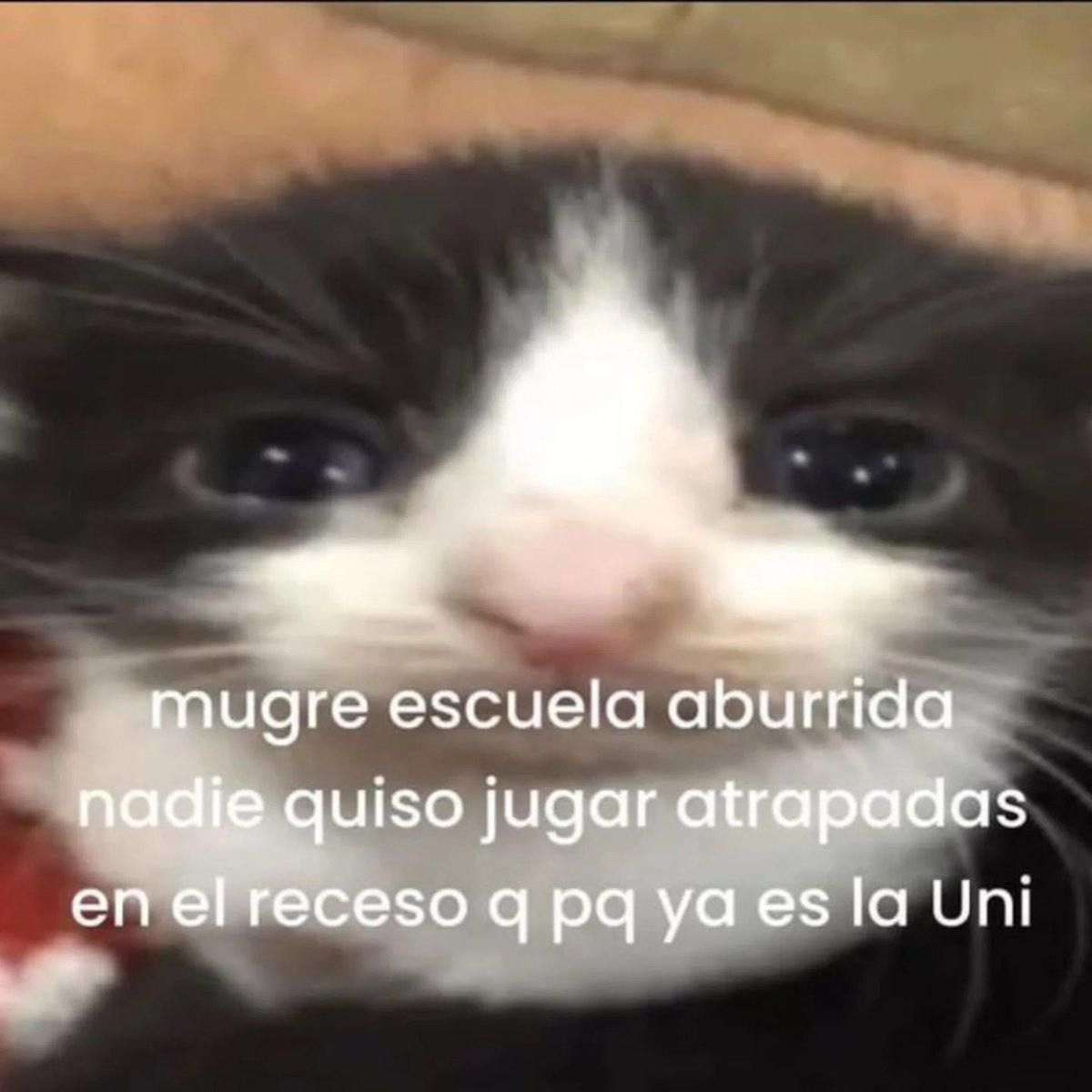 Mundo de Bigotes tweet media