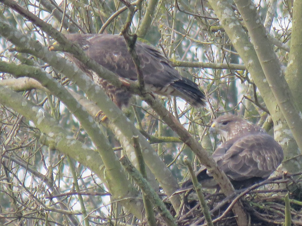 Where is Nature meant to live?🦉🐦🦋🌻🌳🦌🐞 tweet media