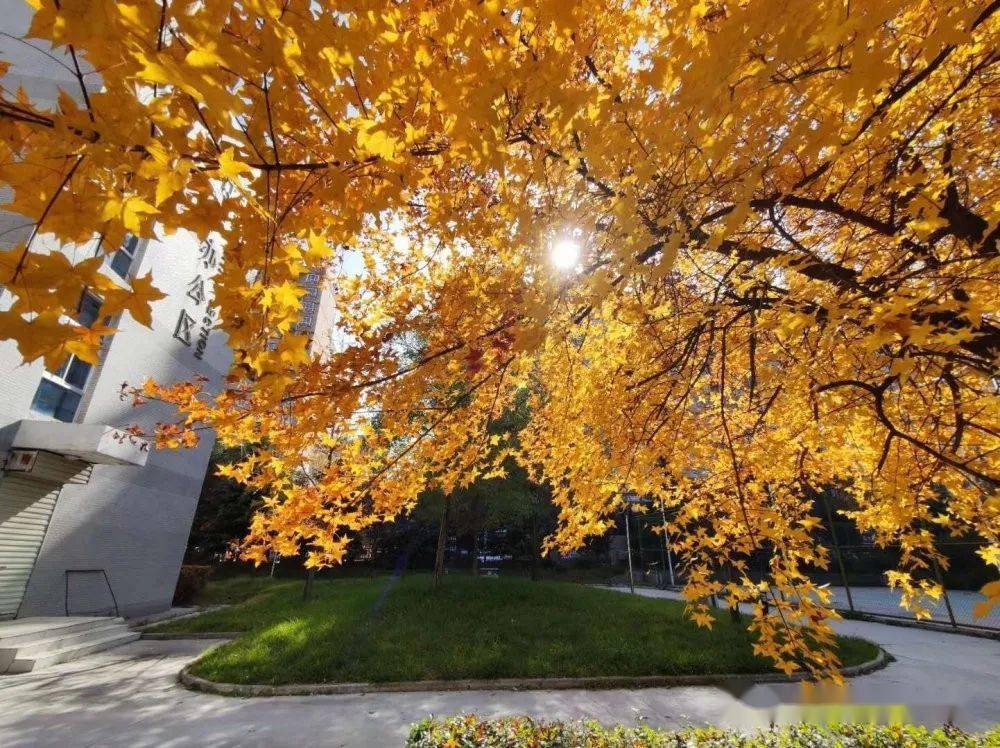 Trap grampa tweet media